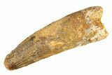 Bargain, Fossil Spinosaurus Tooth - Real Dinosaur Tooth #298169-1